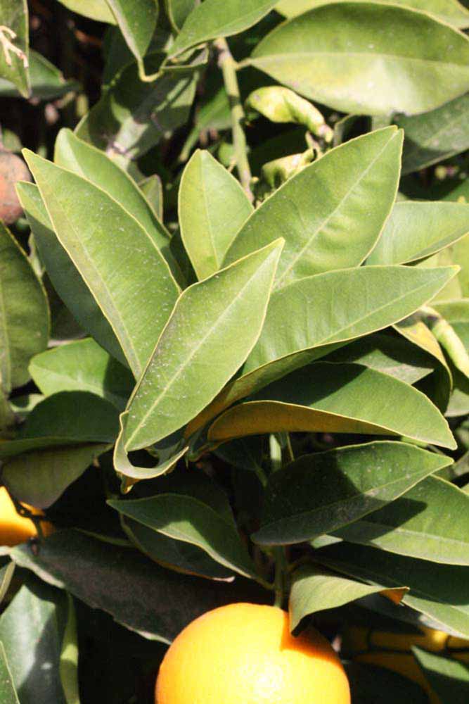               Sun leaves (Precoce de Valence, Riverside,   CA)   